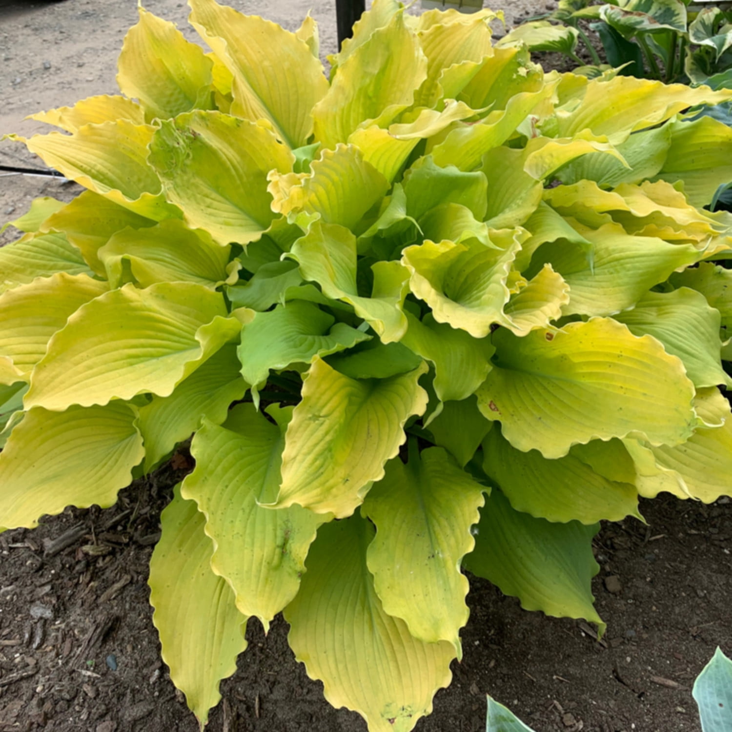 Proven Winners 6" Yellow Shadowland 'Echo the Sun' Hosta Live Plant in 6.5" Pot