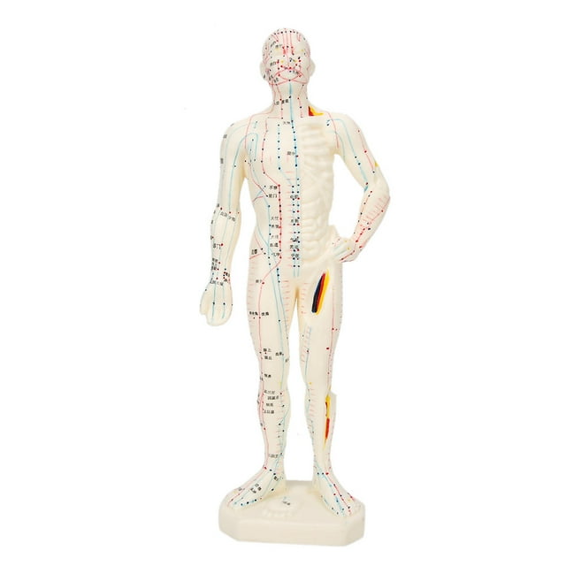 Herramienta de enseñanza de modelo de cuerpo humano de punto de acupuntura de PVC Unisex profesional de 26cm