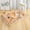 Multicolor, variant on Lunxisen 4 Pcs Cat Bed Mat Dog Pads, Cat Beds for Indoor Cats Small Dogs, Plush Pet Bed Mats Faux Fur Dog Mat with Removable Pillow for Cages Floor Couch(56*38cm)