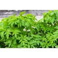 thumbnail image 6 of 30 ANGELICA Archangelica Officinalis Edible Archangel / Holy Ghost Herb Seeds, 6 of 9