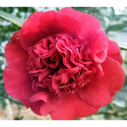 ( 1 ) - Professor Sargent Red Camellia japonica - Starter Plant ( 4L ) ( 1 live plant )