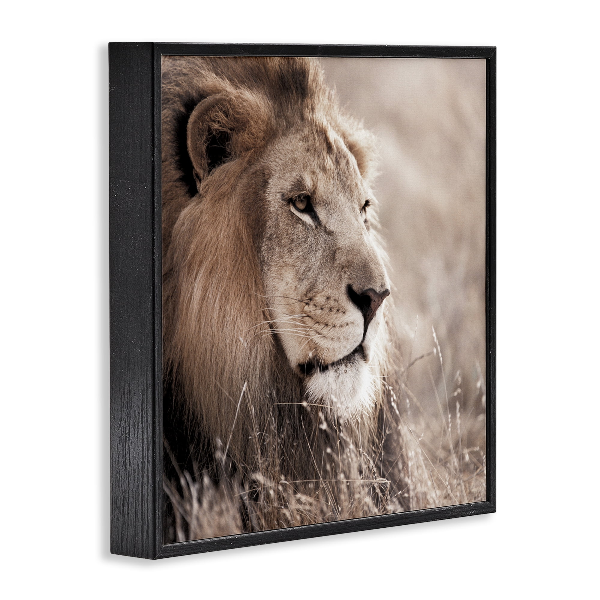 Stupell Industries Strong Gazing Lion Animals & Insects Photography Black Framed Art Print Wall Art, 12 x 12