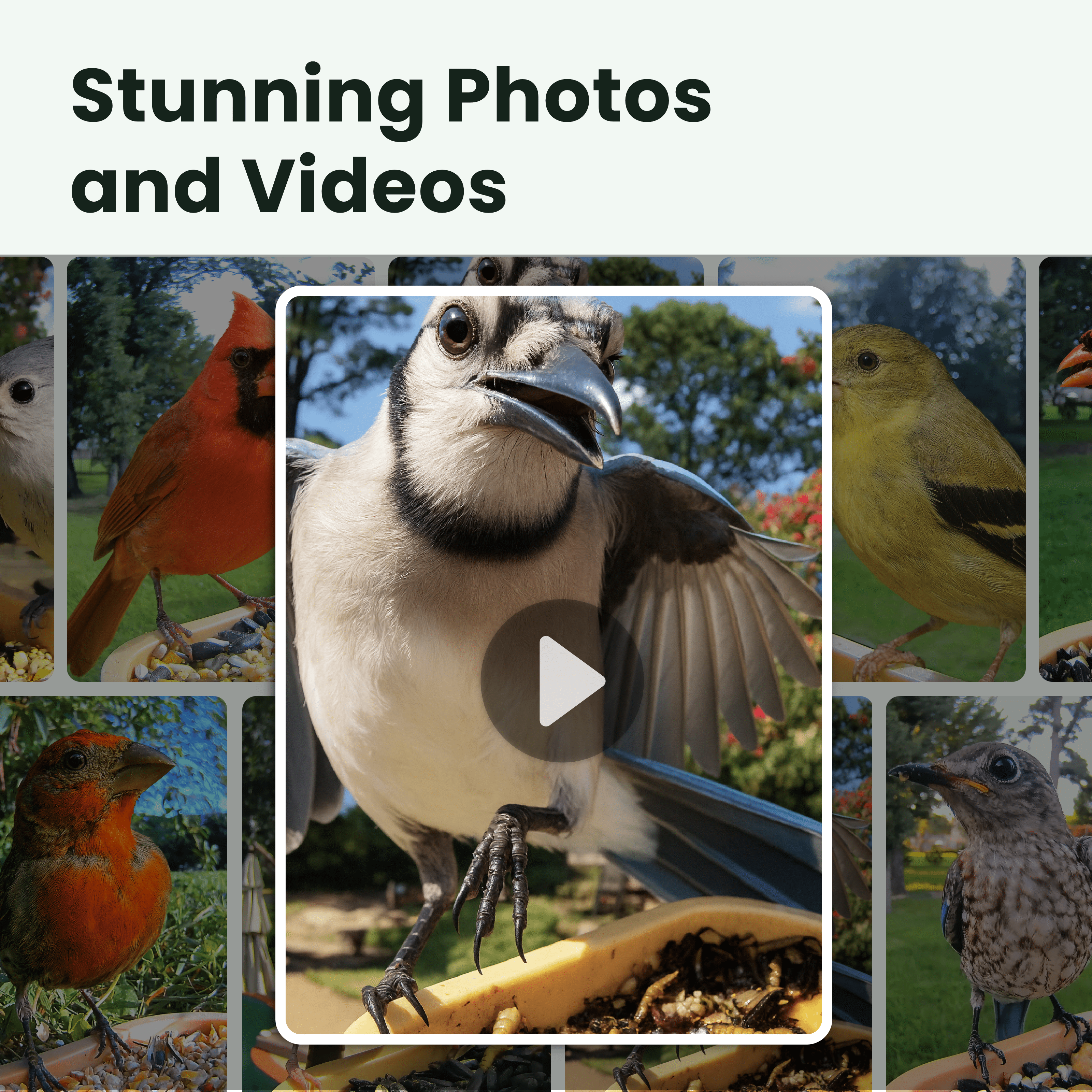 Birdfy Smart Bird Feeder with Camera, 6000+ AI Species Identification, 1080P HD Video, Instant App Alerts, Brown