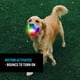 thumbnail image 2 of Pelota LED Nite Ize GlowStreak de juguete para perros, impermeable y recargable, 2 of 9