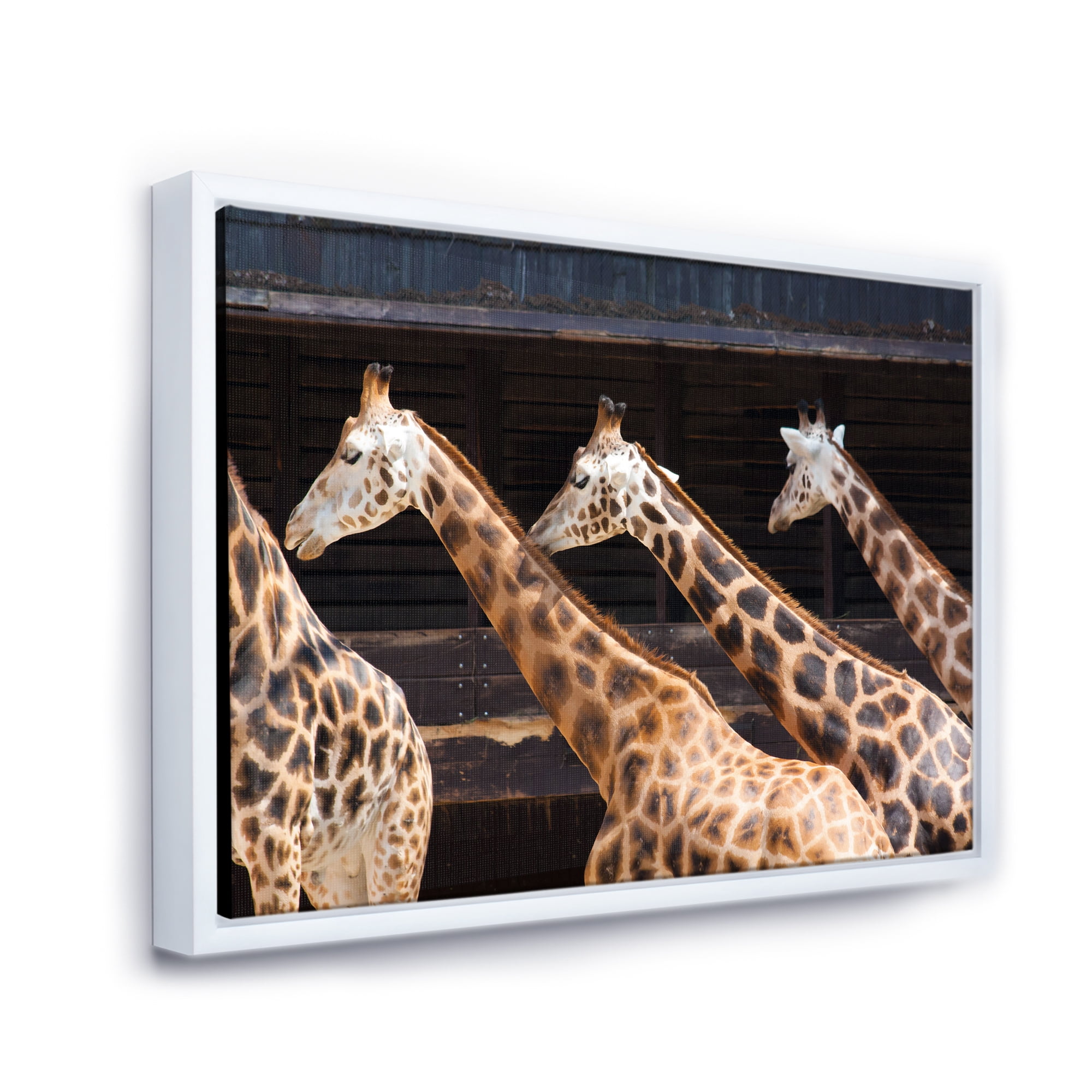 Designart 'Portrait Of Three Giraffes Running' Farmhouse Framed Canvas Wall Art Print
