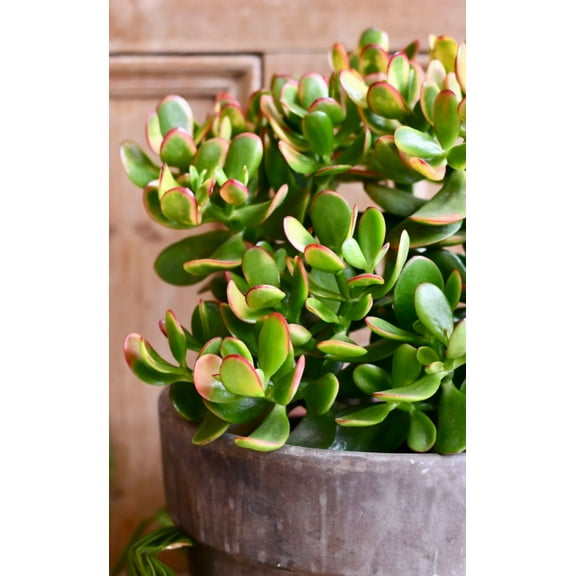 Crassula Ovata Jade Plant Live for Planting, Live Succulent Plant in 2 Inch Pot, Succulent Plant Live, Jade Plants Live Indoor Outdoor for Garden