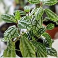 thumbnail image 5 of Pilea Watermelon Plant, Aluminum Plant, 4in Pot, Indoor Accent Plant, 5 of 6