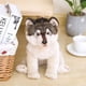thumbnail image 2 of Peluche de peluche, perro lobo, perro husky, 35 cm - HUOGUO, 2 of 5