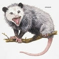 thumbnail image 3 of CafePress - Opossum Possum Animal Ringer T - 100% Cotton Ringed T-Shirt, 3 of 4