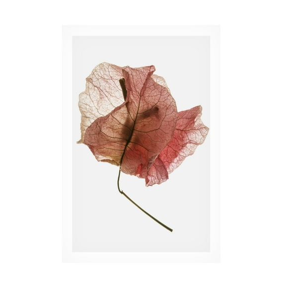 Trademark Fine Art Shot by Clint Bougainvillea Study No8 Canvas Wall Art