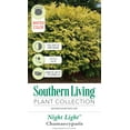 Night Light Chamaecyparis 'FalseCypress' (2.5 Quart) Evergreen Shrub