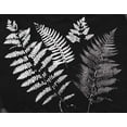thumbnail image 2 of Rhue, Piper 32x26 Black Ornate Wood Framed with Double Matting Museum Art Print Titled - Nature by the Lake Ferns II Black Crop, 2 of 4