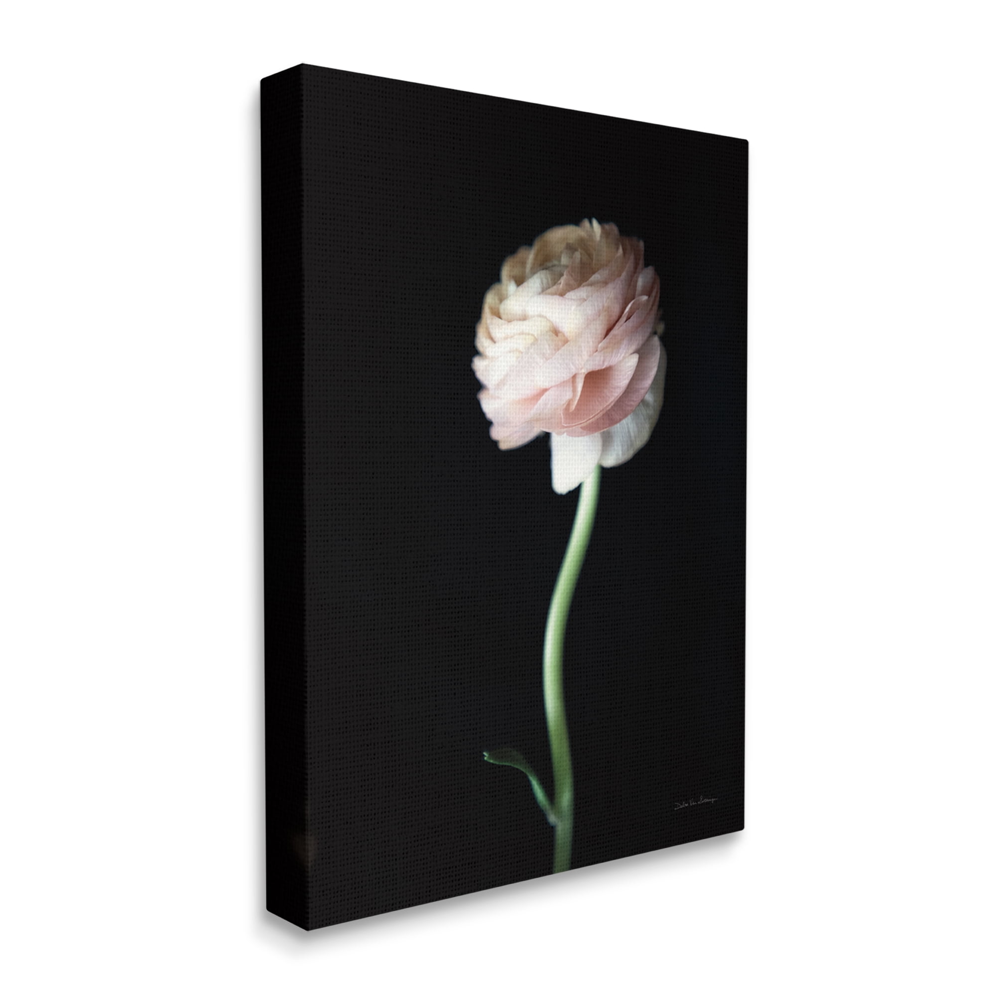 Stupell Industries Ranunculus Flower Photography Botanical & Floral Photography Gallery Wrapped Canvas Print Wall Art, 30 x 40