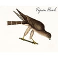 thumbnail image 3 of Vintage Apple Collection 24x20 Black Modern Framed Museum Art Print Titled - Pigeon Hawk, 3 of 5