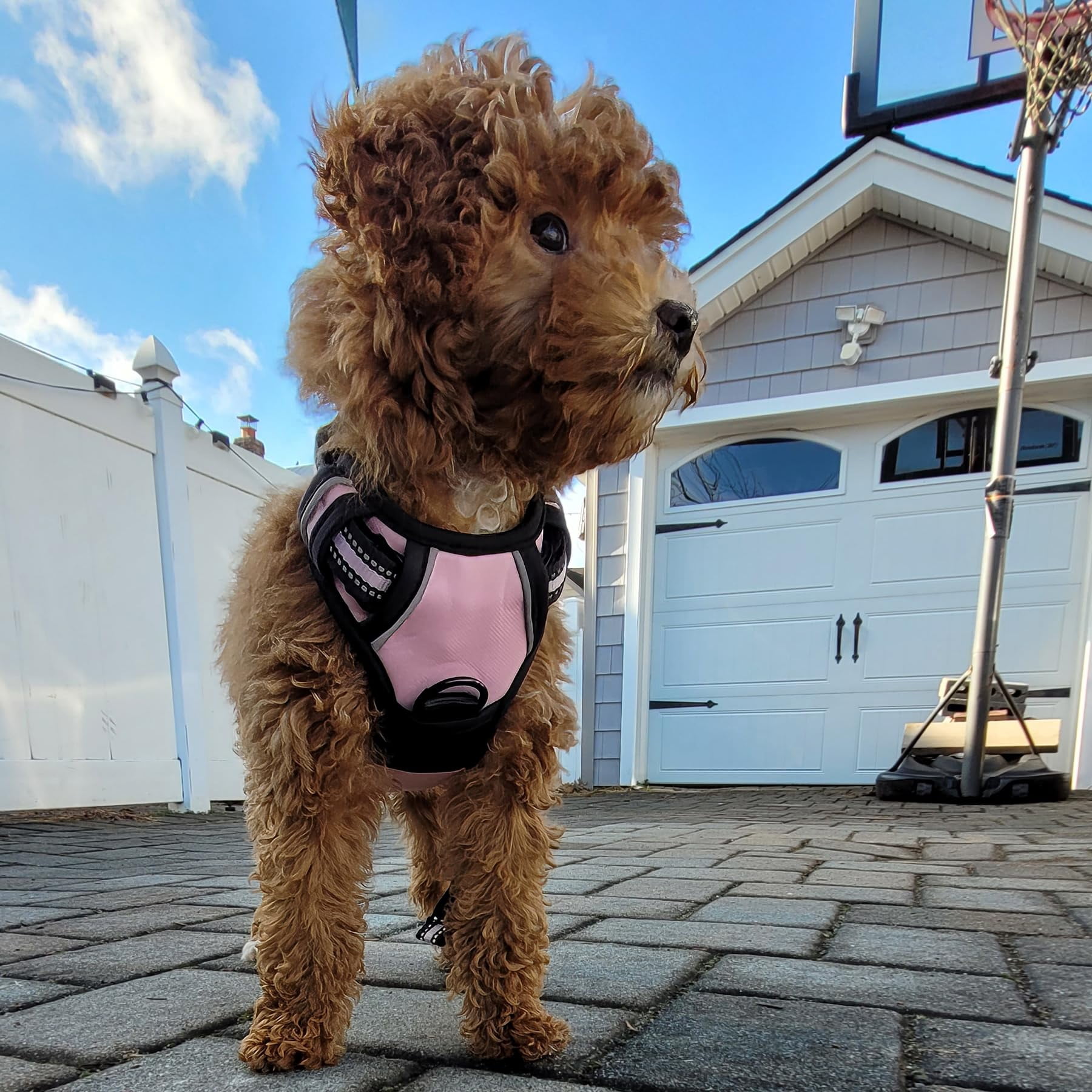 Buddy's Best Dog Harness, No-Pull Pet Harness with 2 Leash Clips, Adjustable Soft Padded Reflective Safety Pet Harness for No-Choke Pet Training (Orange, Medium)
