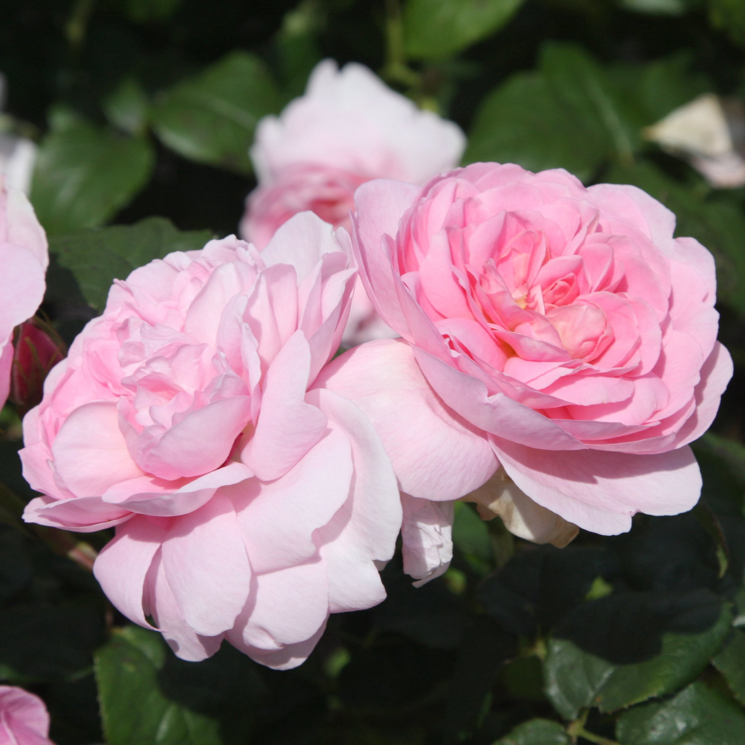 Bare Root Rose Ball Gown Romantica with Pink Flowers