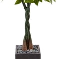 thumbnail image 3 of Nearly Natural 5? Money Artificial Tree in Black Square Planter, 3 of 5