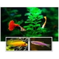 thumbnail image 3 of 60G Artemia Shelling Eggs Brine Shrimp Shelling Eggfood Aquarium Hatching Tropic Fish Food for Feeding Baby Fishes, 3 of 5