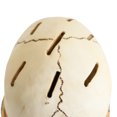 thumbnail image 2 of Soporte para Cuchillos Con Forma Calavera Estante Almacenamiento Terror Resina Halloween (25cm), 2 of 8