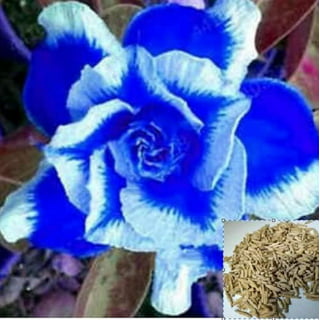 Zanzibar Safflower Flower Seeds for Planting (30 Seeds) - Mixed Color  Carthamus tinctorius