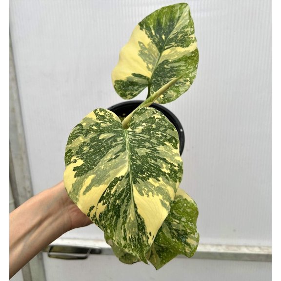 (UG-10)Root in moss top cut 3 leaves- Monstera delisiosa 'Cream Brulee' Variegated Rare Plant- Get Similar to the picture