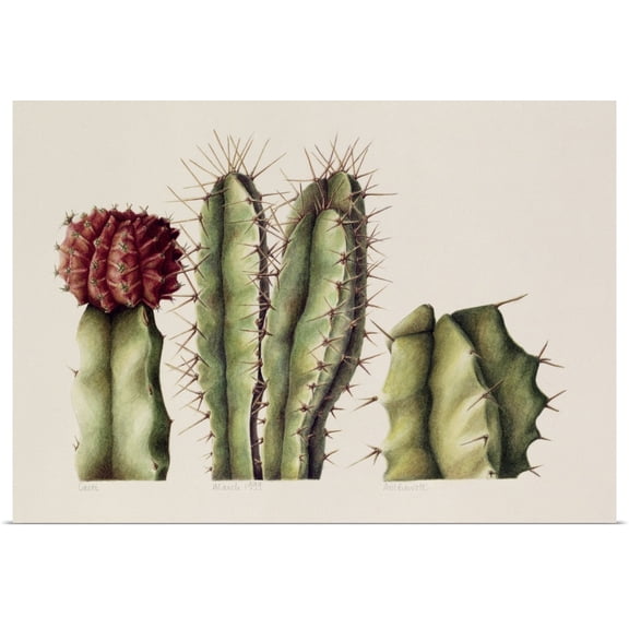 Great BIG Canvas | Rolled Annabel Barrett Poster Print entitled Cacti, 1999