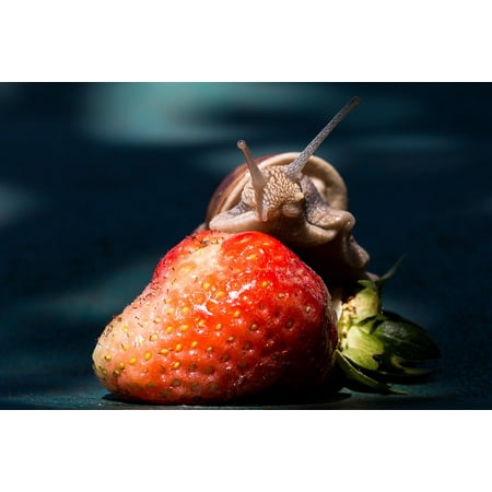 Canvas Print Food Nature Fruit Snail Strawberry Eat Shell Stretched Canvas 10 x