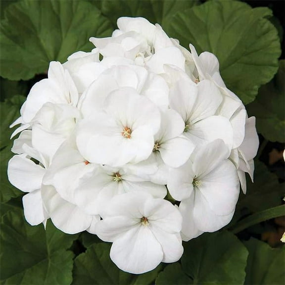 Maverick Series Geranium White ~10 Seeds – Pelargonium x hortorum – Non-GMO, Annual – Compact 12-18" Plants – 4-6" Blooms – For Containers, Borders & Flower Beds – 91-105 Days