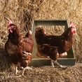 thumbnail image 4 of Farm Innovators Single Compartment Wood Nesting Box for Chickens and Ducks, 4 of 9