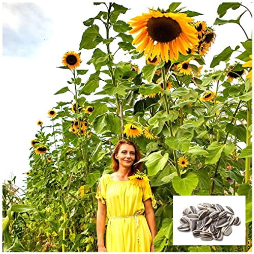 Giant Yellow Giant Sunflower Seeds to Plant 20 Pack Huge 2 ft Wide Flowers 