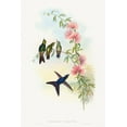 thumbnail image 2 of Gould, John 17x24 White Modern Wood Framed Museum Art Print Titled - Ramphomicron microrhyncha-Small-billed Thornbill, 2 of 4