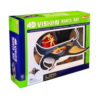 Tedco Toys 4D Vision Orca Anatomy Model - Walmart.com