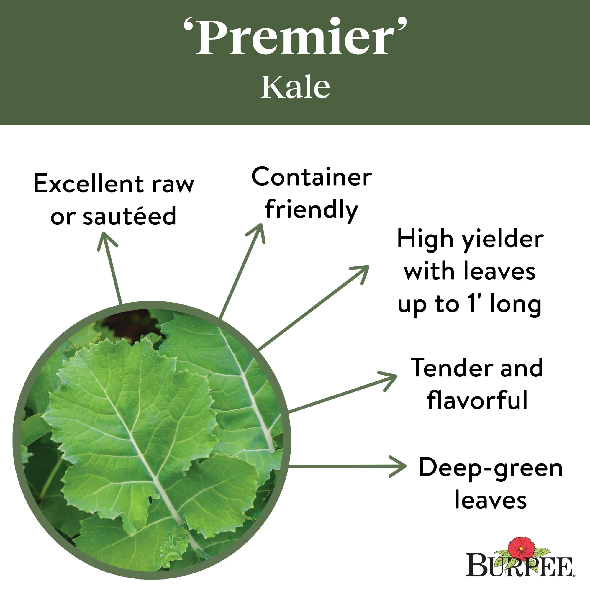 Burpee Organic Premier Kale Vegetable Seed, Annual Vegetable,  Full Sun