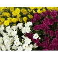 thumbnail image 2 of Better Homes & Gardens 1.5G Mum Hanging Basket Live Plant Full Sun, 2 of 5