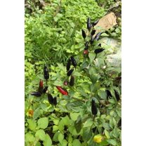 25 Seeds BLACK HUNGARIAN PEPPER Capsicum Annuum Mildly Hot Vegetable Seeds