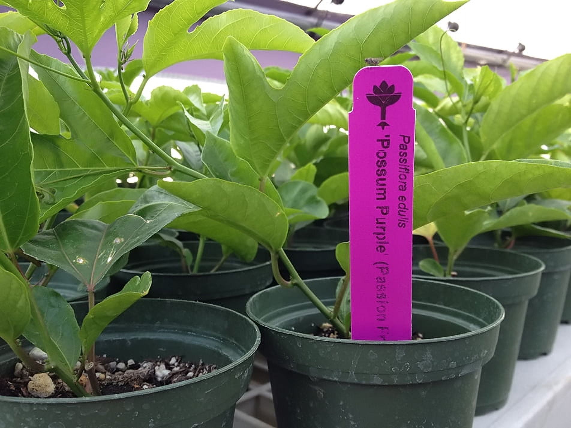 Red Rover Passion Fruit Vine  Edible Passion Fruit - Live Plant - Passiflora Edulis