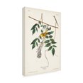 thumbnail image 2 of John James Audubon 'Blue Eyed Yellow Warbler' Canvas Art, 2 of 3