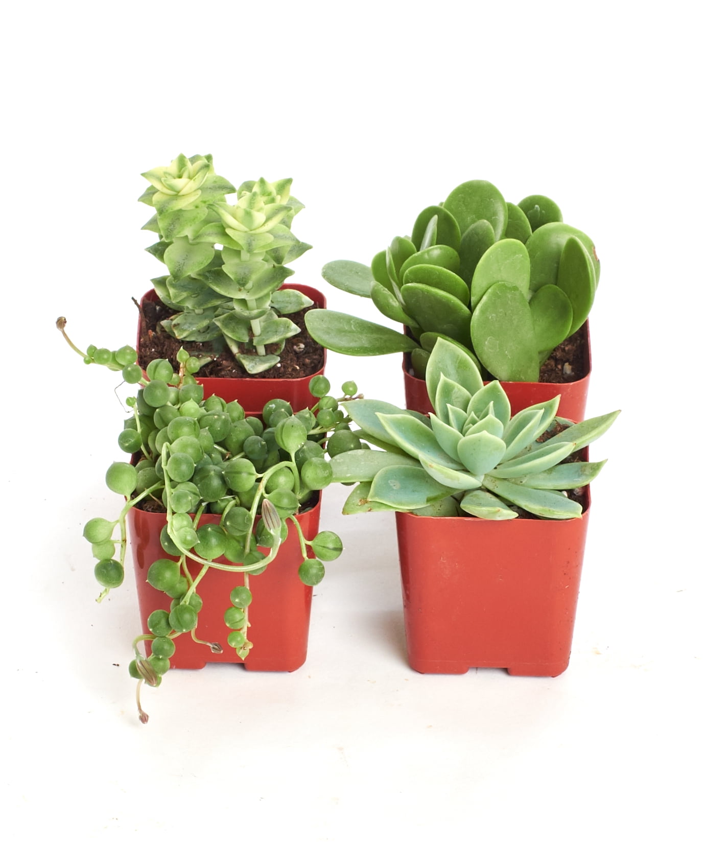 Home Botanicals Green Succulent (Collection of 4)