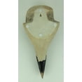 thumbnail image 3 of World of Wonders Zeckos Resin Raven Skull Wall Hanging Decor Corvus Bird of Prophecy, 3 of 3