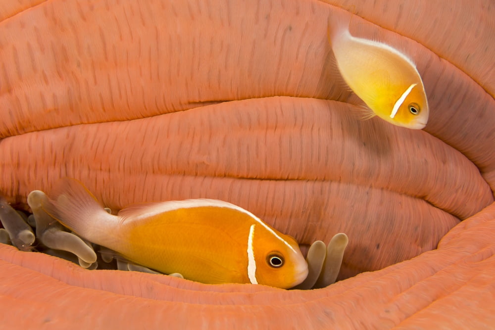 This common anemonefish (Amphiprion perideraion) most often found associated with the anemone (Heteractis magnifica) as pictured here this particular anemone has closed and its guests are tucking in w