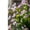 Purple, variant on Silk Faux Gaura Flower Stem in Pink or Purple 20" Tall