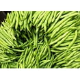 thumbnail image 2 of Provider Bush Bean Seeds, 2 of 3