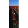 thumbnail image 1 of Panoramic Images PPI94448L Champ de Fleurs de Tulipes Rouges Affiche Imprimée - 12 x 36, 1 of 1