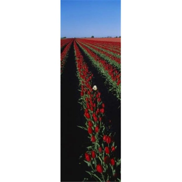 Panoramic Images PPI94448L Champ de Fleurs de Tulipes Rouges Affiche Imprimée - 12 x 36