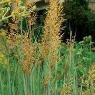 The Dirty Gardener Sorghastrum Nutans Osage Indian Grass Seed - 1 (Best Grass Seed For Nj)