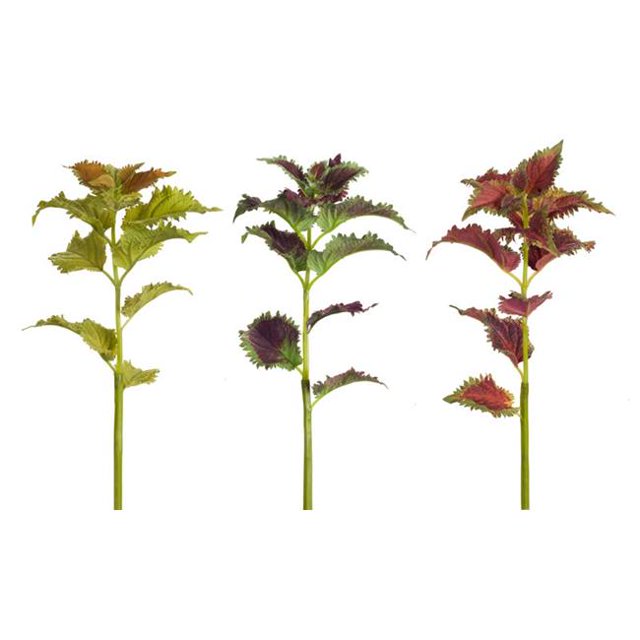 Melrose International 70450 23 Po Coleus Tige Polyester & Plastique&44; Rouge Vert - Lot de 12