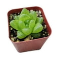 thumbnail image 4 of Haworthia Cymbiformis var. Obtusa (4"+ Plastic Pot) - Tiny, Lovely, Easy to Care Succulent for Beginners - Live Healthy Succulent for Home Office, 4 of 8