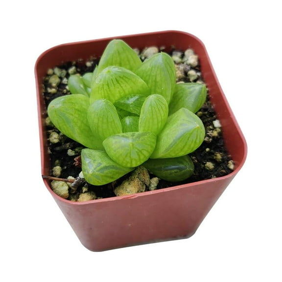 Haworthia Cymbiformis var. Obtusa (2"  Plastic Pot) - Tiny, Lovely, Easy to Care Succulent for Beginners - Live Healthy Succulent for Home Office