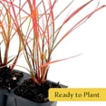 thumbnail image 4 of 3 Adagio Maiden Grass – Compact Clumping Ornamental Grass with Pink Plumes for Borders, Containers & Mass Plantings (Miscanthus sinensis ‘Adagio’) in 3.5″ Cubes, Live Plants, 4 of 8