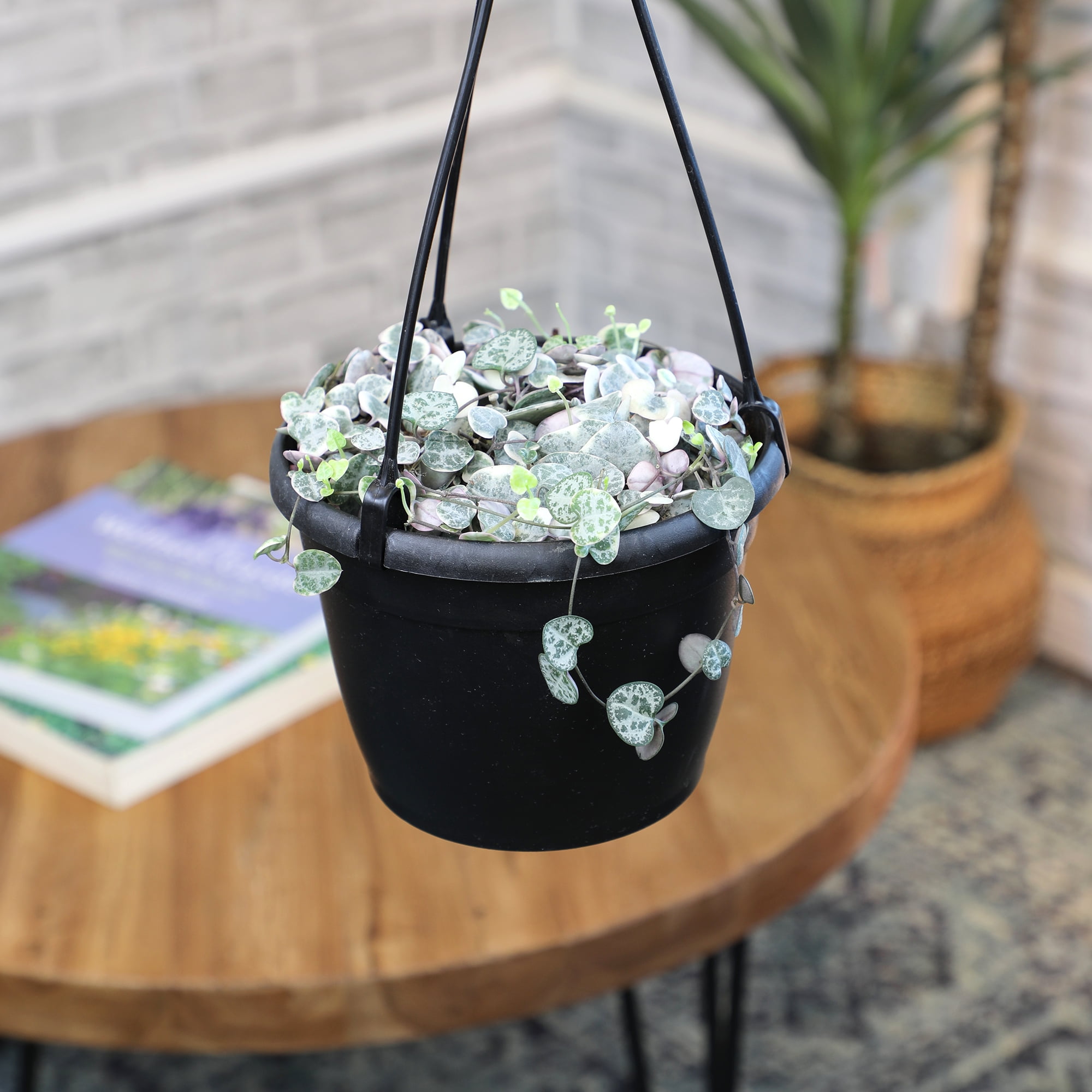 Variegated String of Hearts 6" Hanging Pot | Pet Friendly | Full Sunlight | Element by Altman Plants